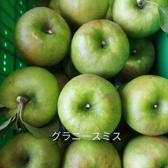 クッキングアップル　グラニースミス　特別栽培５キロ　12個～18個 ５キロ　12個～18個 果物/りんご通販