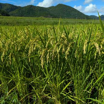 きぬひかり【玄米】10kg 新米 令和8年産 農薬5割減 京都府京丹波町産