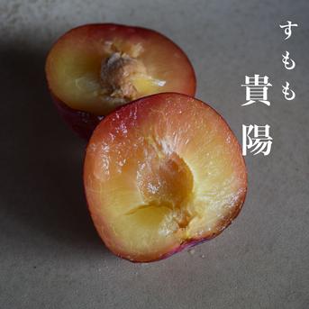 すもも・貴陽 一生に一度は食べたい王様のひと玉 1.5kg 約6~9玉