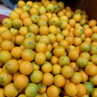 バレンシアオレンジ【サイズ混合】4.5kg 4.5kg 果物/オレンジ・その他みかん通販