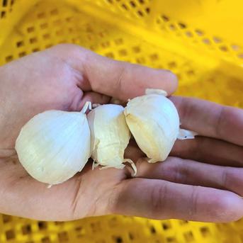 濃厚で甘い！大粒福地ホワイト六片にんにく Mサイズ 3kg（栽培期間中