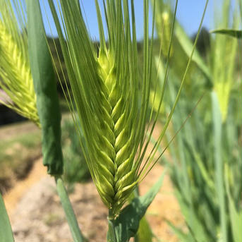 【三重県 熊野産】無農薬栽培　天日干し　六条麦茶 (150g×2個＋300g1個セット) お茶/その他のお茶通販
