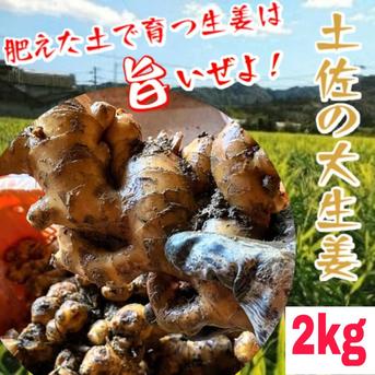 生姜マニアが作る！土佐の大生姜2㎏ 高知県産 2㎏ 野菜/薬味通販