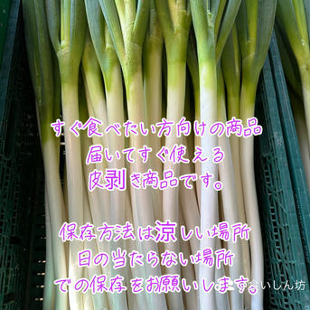 楽天市場】長ねぎ kgの通販 秋田県能代市産！ 長ネギ 土根付き大