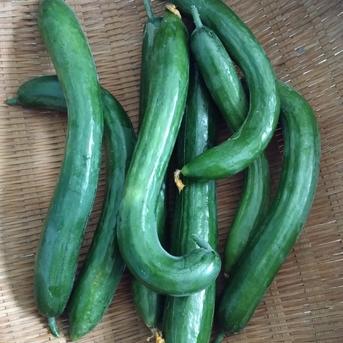 箱込5kg[訳あり]サラダキュウリ🥒漬物用にいかがでしょう ｜ 野菜