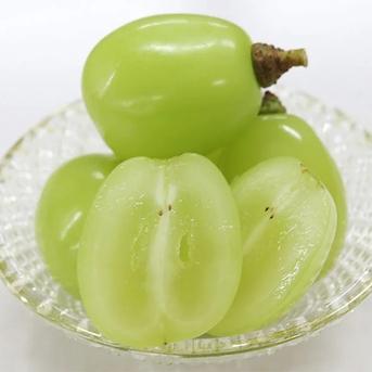 シャインマスカット家庭用8房(3.0kg) | 果物/ぶどう 産直アウル 農家