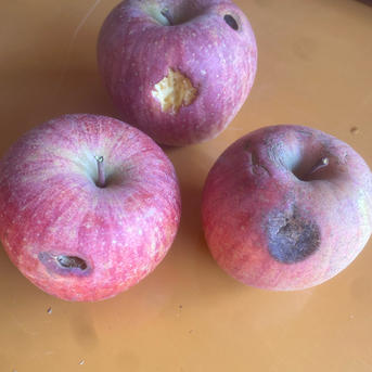 🍎【訳あり】サンふじ：ご家庭用 1箱限定価格 ｜ 果物/りんご 産直