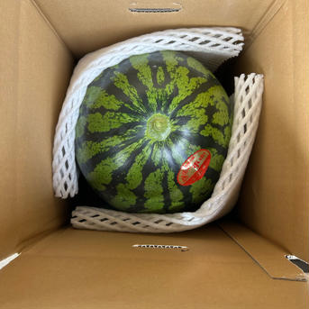 三浦産　大玉スイカ　約7kg 7kg 果物/スイカ通販