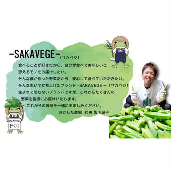 北海道､沖縄配送専用 オクラ1kg 1kg 野菜/オクラ通販