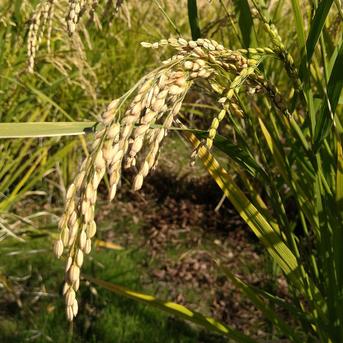 幻のお米 朝日米」 〜☆玄米／10kg (2kgを5個)〜 令和6年度産