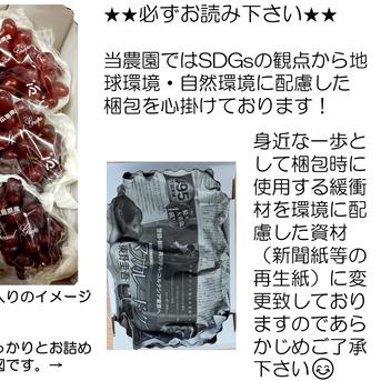 【カナダ人農園主の真心を込めた】シャインマスカット粒パック約0.9ｋｇ（３パック）ご家庭用（2024年9月29日頃～順次発送予定） シャインマスカット粒パック０．９ｋｇ（3パック） 果物/ぶどう通販