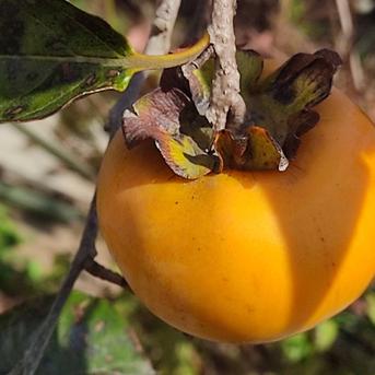 岡山産 とれたて無農薬バジル 2kg 2キロ ✨【甘柿（富有柿）】2kg（14