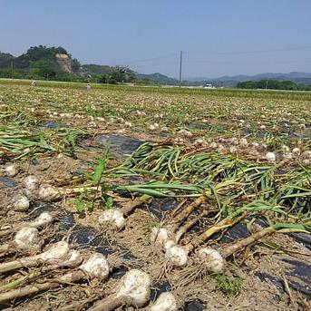  ★送料無料★おとめ黒にんにく300㌘ (熊本産 農薬・化学肥料不使用) 黒ニンニク 300㌘ 野菜/にんにく通販