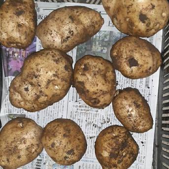 11月24日掘りたて　秋掘り新じゃが出島1kg １kg 野菜/じゃがいも通販