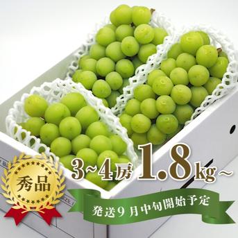 完熟シャインマスカット1.8kg(秀品) ｜ 果物/ぶどう 産直アウル 農家