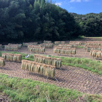 新米　淡路島産キヌヒカリ　5kg(包装込) 精米5kg 米・穀物/米/精米通販