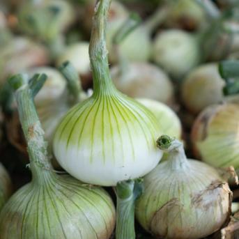 無農薬・無化学肥料で育てた新玉ねぎ(大〜小サイズミックス) ｜ 野菜