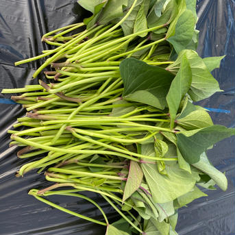 無農薬サツマイモつる葉っぱ1kg+（60サイズいっぱい） 1kg+（60サイズいっぱい） 野菜/葉物通販