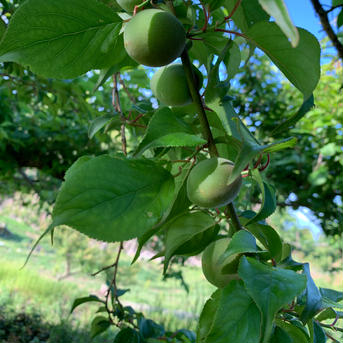 【期間限定】【梅郷】梅の香り　我夢舎羅村 5キロ 果物/青梅通販