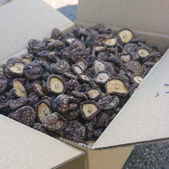 駒形農産のちび干し椎茸500g程度 550g程度！60サイズ段ボールに入るだけ！ その他/その他通販