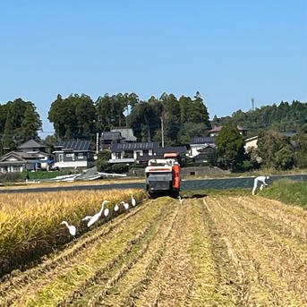 森のくまさん玄米10キロ無肥料・無農薬栽培 10キロ 米・穀物/玄米通販