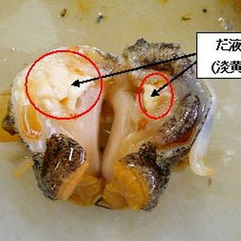 【コリコリ食感のタコツブLサイズ】1キロ 1キロ   約12個～15個 魚介類/その他貝類通販