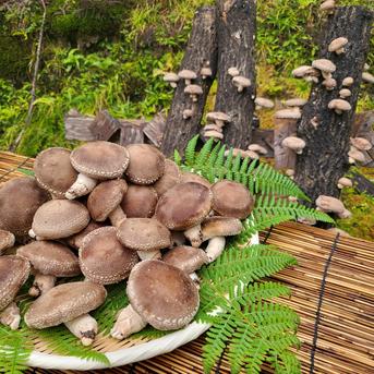 原木生椎茸】「京ぽんぽん」（1000g）京都府産 原木栽培 農薬不使用