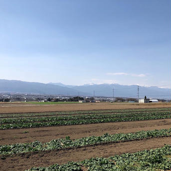 メガ盛り！100 [信州産] 春限定の冬越し柔らかほうれん草 100サイズ箱に詰め放題！(6kg以上) 野菜/ほうれん草通販