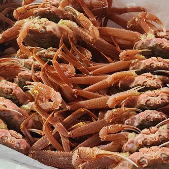 訳活オオズワイ（中小）8ｋｇ詰（約30-60尾） 8ｋｇ詰（約30-60尾） 魚介類/カニ通販