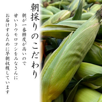 【初夏の贈り物】朝摘みゴールドラッシュ〈特選6本 常温便〉 常温6本 野菜/とうもろこし通販