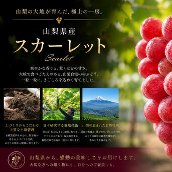 山梨県産スカーレット特大1房（700g〜900g ｜ 果物/ぶどう 産直アウル