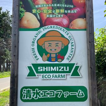 数量限定の訳ありお得ピーマン】ピーマンたっぷり3kg 形・サイズ不揃い