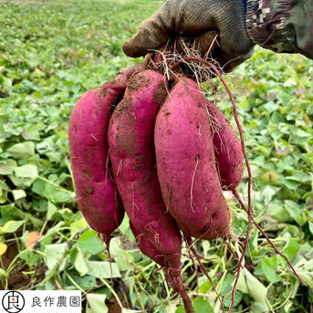 【紫芋】パープルスイートロード（サイズ混合）5.0kg 箱込み(80サイズ) 5.0kg 箱込み(80サイズ) 野菜/さつまいも通販