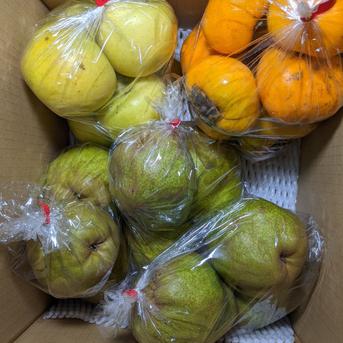 柿、リンゴ、ラ・フランス約7.7kg 約7.7kg 果物/果物セット・詰め合わせ通販
