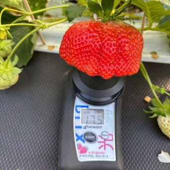 果物のオブジェ(苺) 果物のオブジェ(苺)