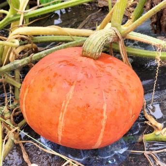 カボチャ べにくり(約20kg）赤色鮮やかな栗風味かぼちゃ！ ｜ 野菜