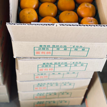 伊豆柿　Lサイズ14個セット 2.5kg  果物/柿通販