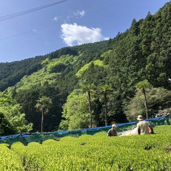 『送料無料』2025年新茶‼ 静岡県産 本山茶 100g 煎茶 お茶/緑茶通販