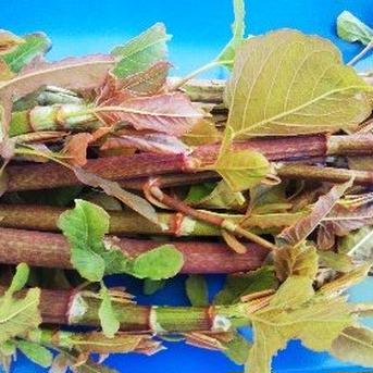 イタドリ赤新物生3kg 3kg 野菜/その他野菜通販