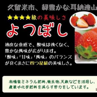 完熟よつぼし加工用2キロ　お買い物品 加工用よつぼし2キロ 果物/いちご通販