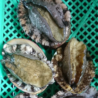 【在庫限り】只今値引き中❗【活き】【即発送可能】黒アワビ   あわび  鮑   サイズいろいろ！ 1kg    魚介類/アワビ通販