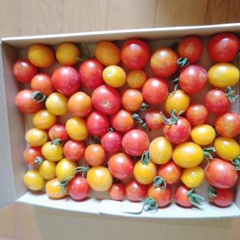 ごちそうフルーツトマト　オレンジ、レッド混合 ミニトマト　400g 野菜/トマト通販