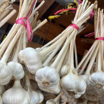 令和7年産 阿蘇西原村産にんにく にんにく1kg 野菜/にんにく通販
