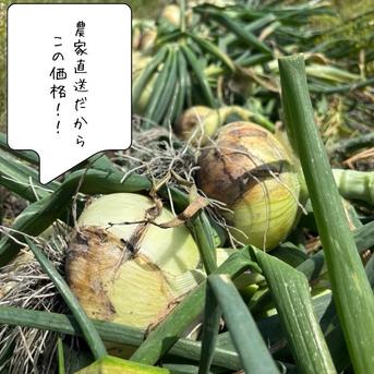永田農園の玉ねぎ 6.5キロ ｜ 野菜/玉ねぎ 産直アウル 農家・漁師など