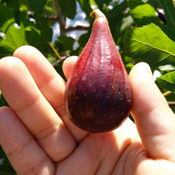 【ご予約販売★限定価格】希少イチジク2種セット【農薬・除草剤・化学肥料不使用】和歌山県産 里山のいちじく　２パック（12個入り）　 果物/いちじく通販