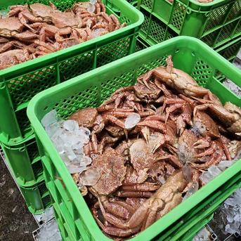 【噴火湾毛蟹籠漁  解禁】  朝水揚げ毛ガニ(中サイズ) 毛蟹  (中サイズ) 400ｇ前後   2杯入り 魚介類/カニ通販