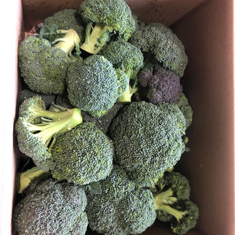 世界農業遺産の土地で作ったブロッコリー　🥦農家直送🥦ブロッコリー🥦　バラ売り 6〜7kg 野菜/ブロッコリー通販