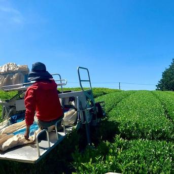 【送料無料・メール便】＼一番茶100％／富士山棒ほうじ茶　ティーバッグ 3ｇ×15ｐ お茶/ほうじ茶通販