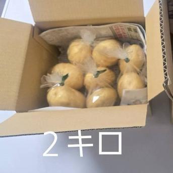 春一番新じゃが！馬鈴薯(ニシユタカ)2キロ(内容量1.8キロ) ｜ 野菜