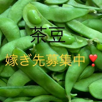 茶豆！〜まめ〜新潟の情報番組で紹介されました☆まず食べてみて☆【2kg】 2kg（500g✖️4袋） 野菜/豆類通販